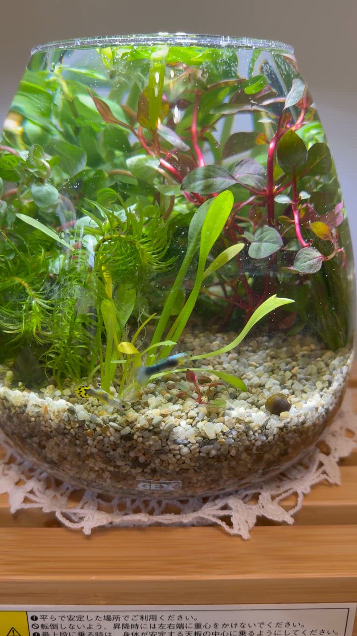 全国送料無料】 GEX MeGreen メグリーン 新鮮な水草付き グラス