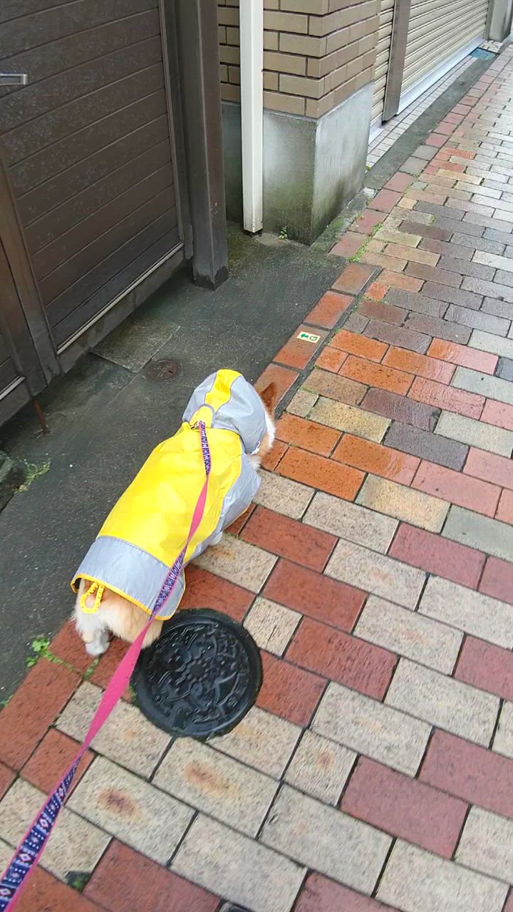 全体のレビュー動画のサムネイル | 0