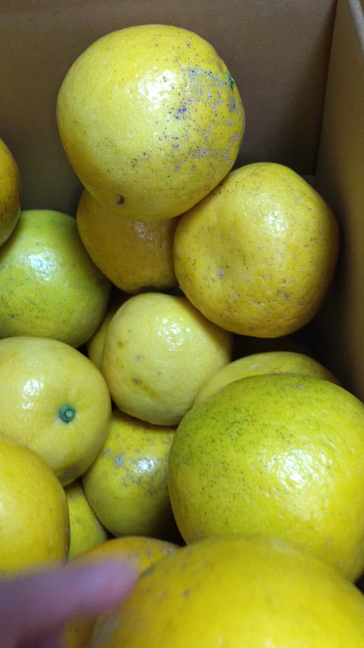 全体のレビュー動画のサムネイル | 5