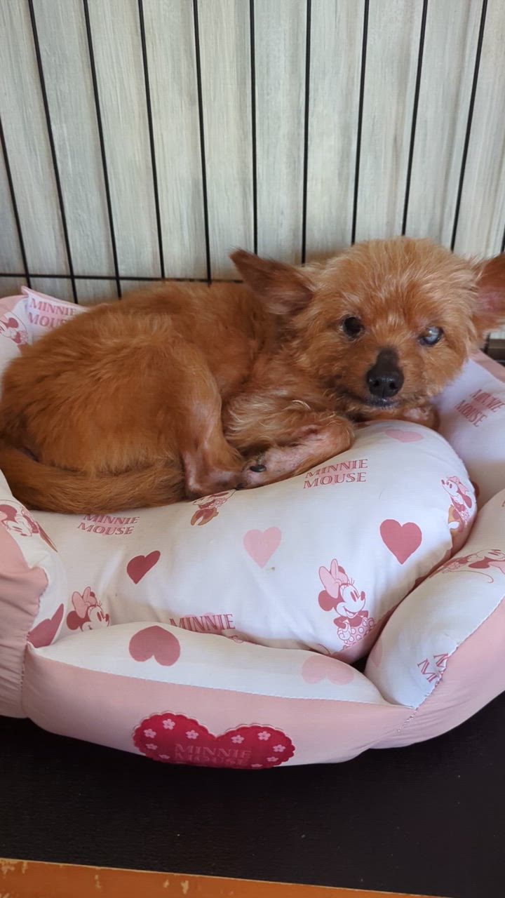 Disney ミニーマウス 犬 クールベッド 夏 （50×38cm） ハート柄