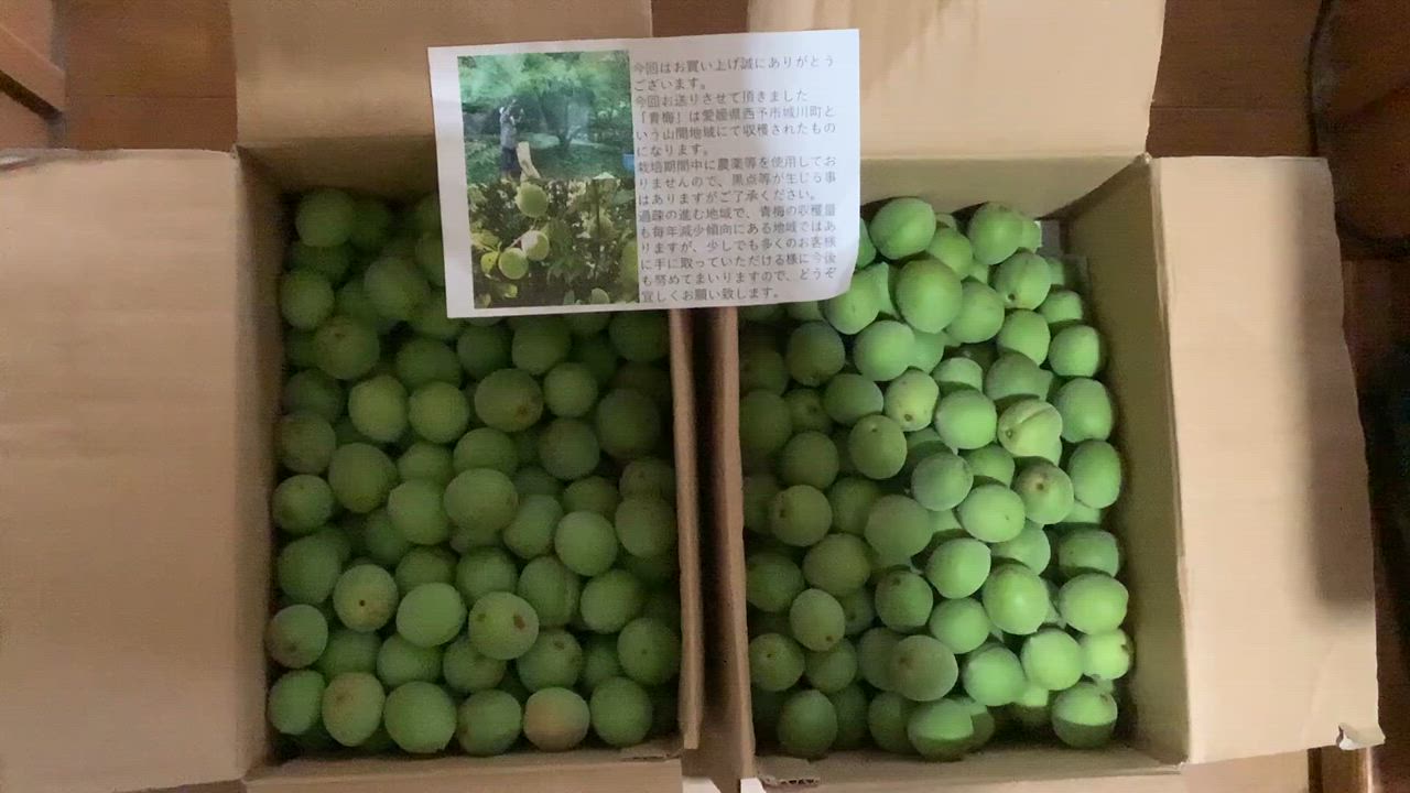 タイムサービス！　農薬不使用　愛知県奥三河産 青梅 タイムサービス！ 農薬不使用 愛知県奥三河産 青梅