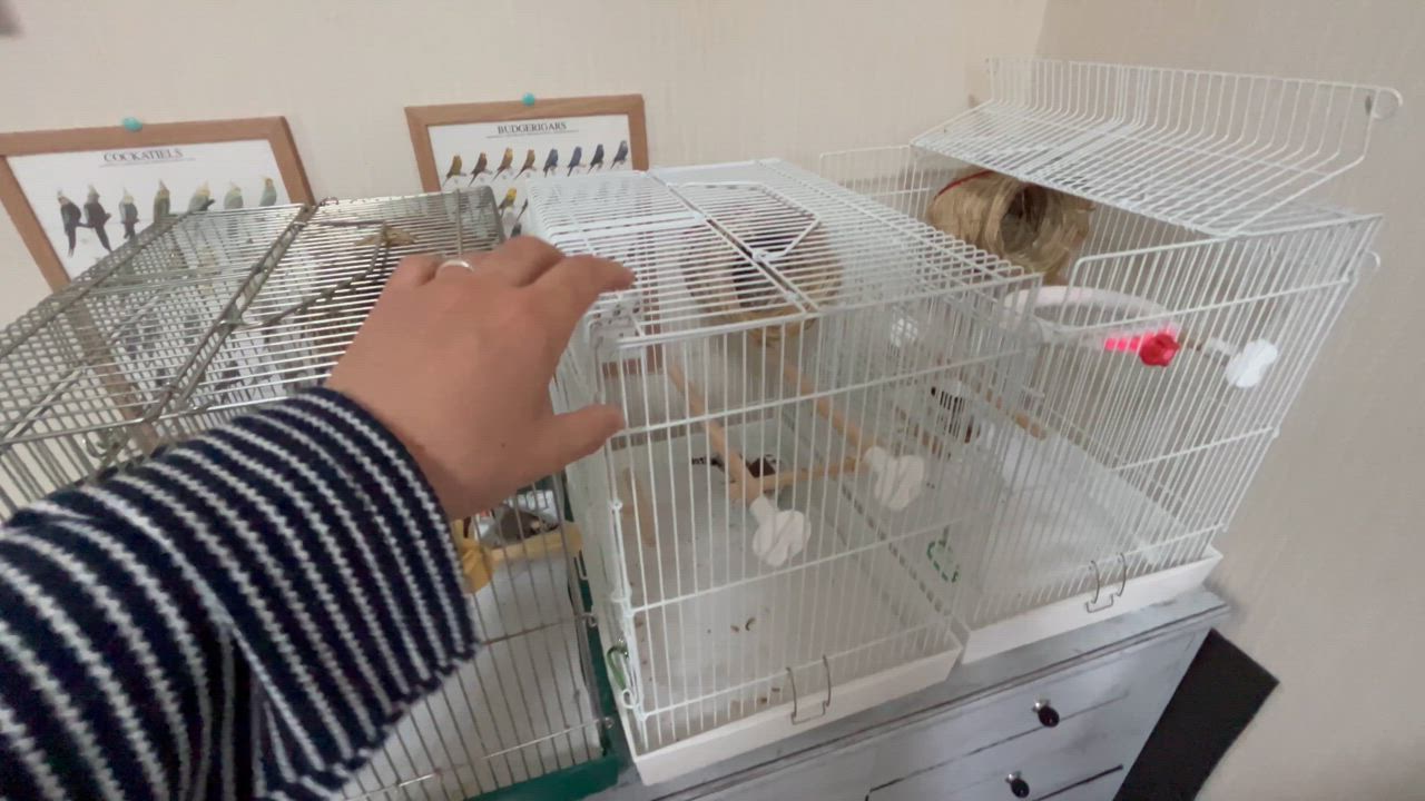 HOEI HOEI 40手のりP（白塗装） : うさうさラビトリー