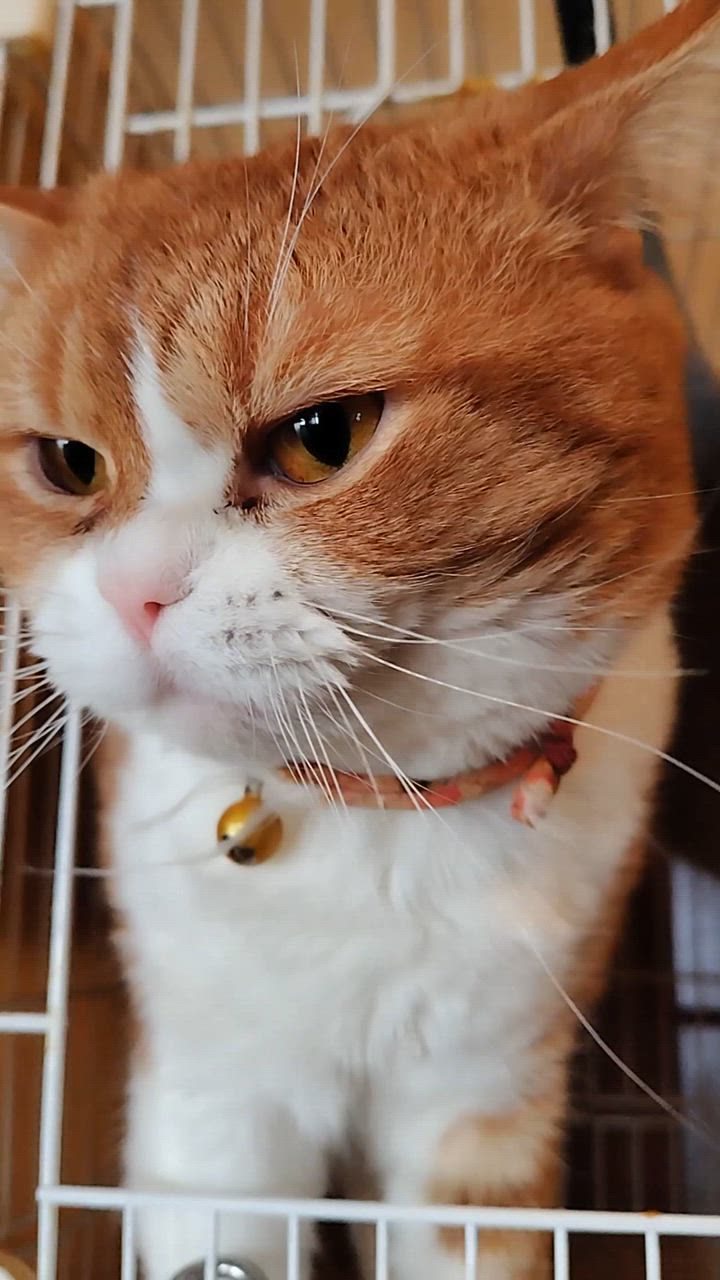 全体のレビュー動画のサムネイル | 5