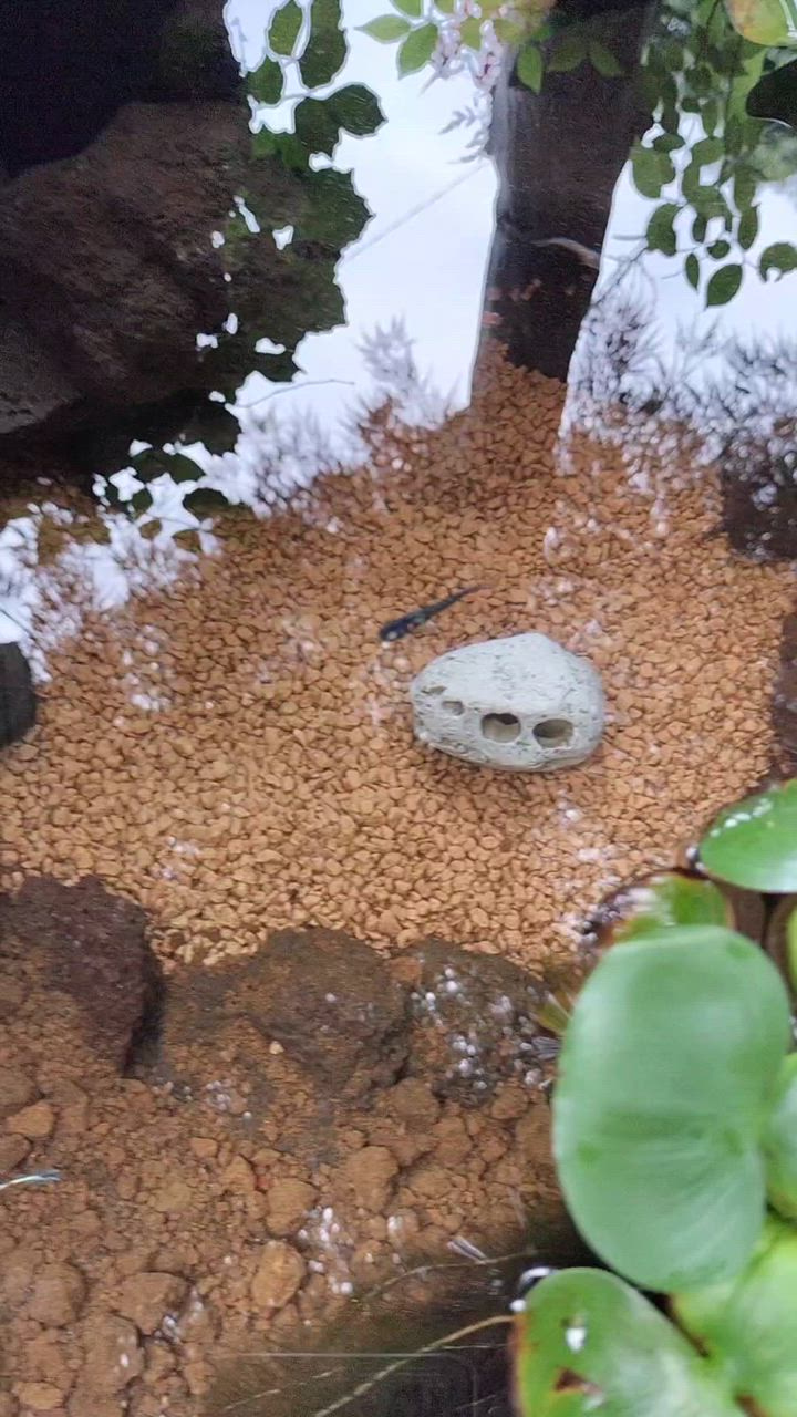 全体のレビュー動画のサムネイル | 6