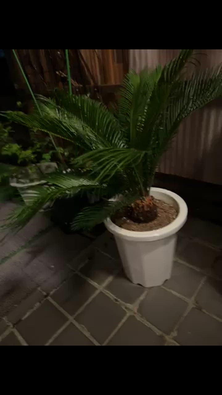 現品 観葉植物 ソテツ 蘇鉄 10号鉢苗 大型種類 庭木 風水 地植え