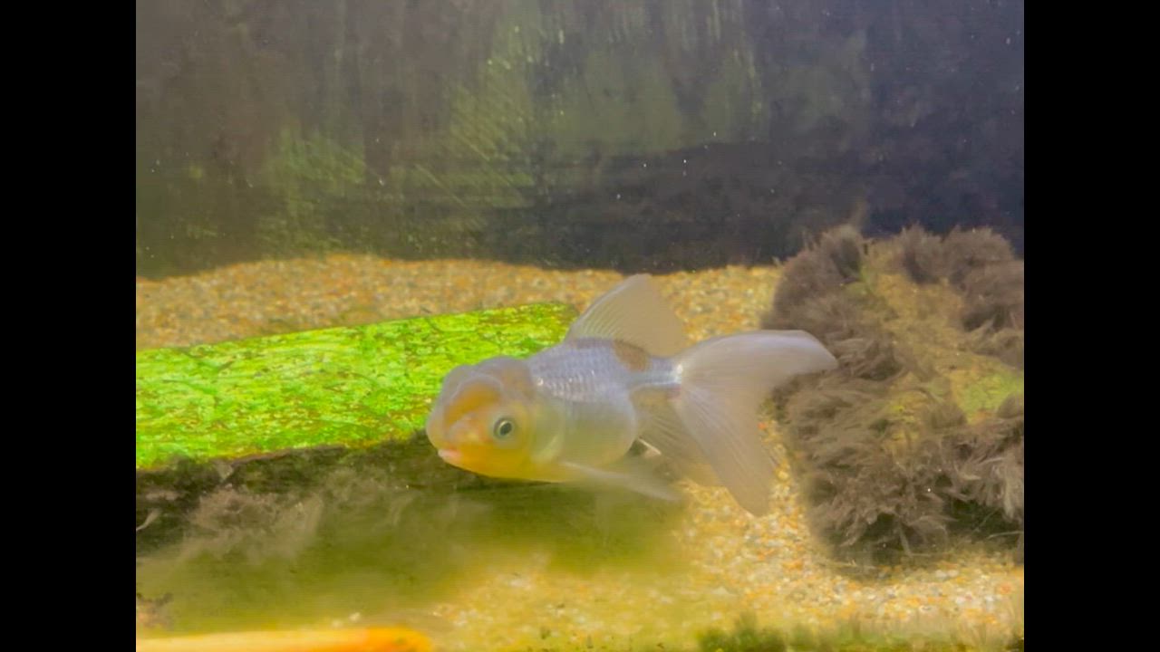 2件目のレビュー動画のサムネイル | 0