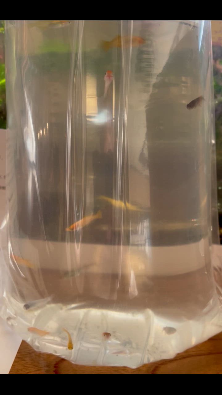 全体のレビュー動画のサムネイル | 5