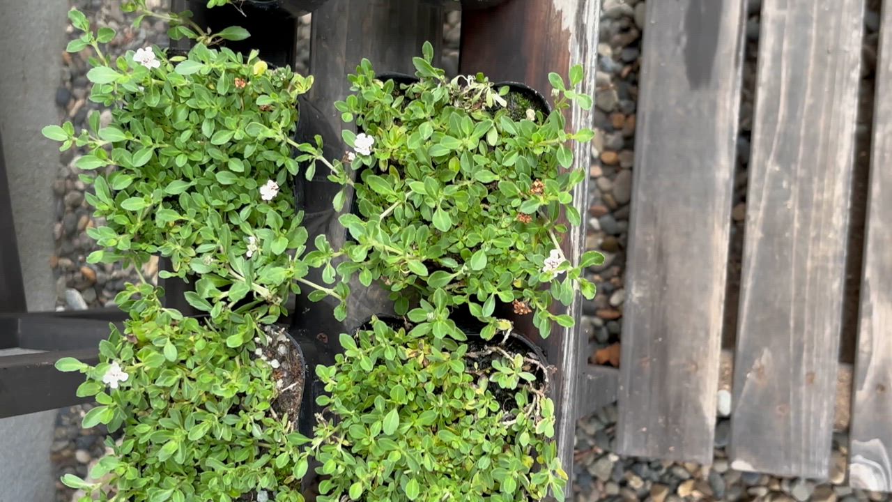 全体のレビュー動画のサムネイル | 1