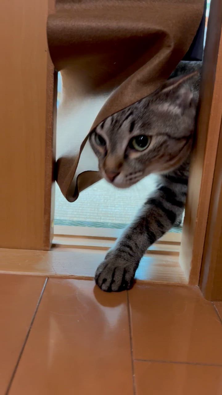 全体のレビュー動画のサムネイル | 2