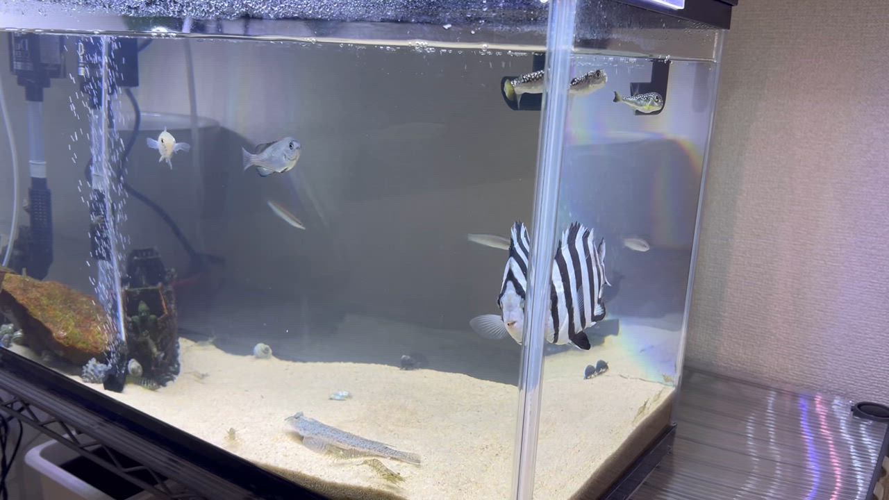 人工海水マリンソルト800L用（200L用×4袋） : MANYO 万洋ヤフー