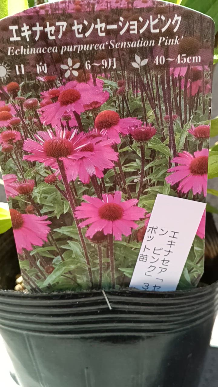 エキナセア苗4品種 エキナセア 苗（花の苗）｜苗 | 花、ガーデニング のおすすめ