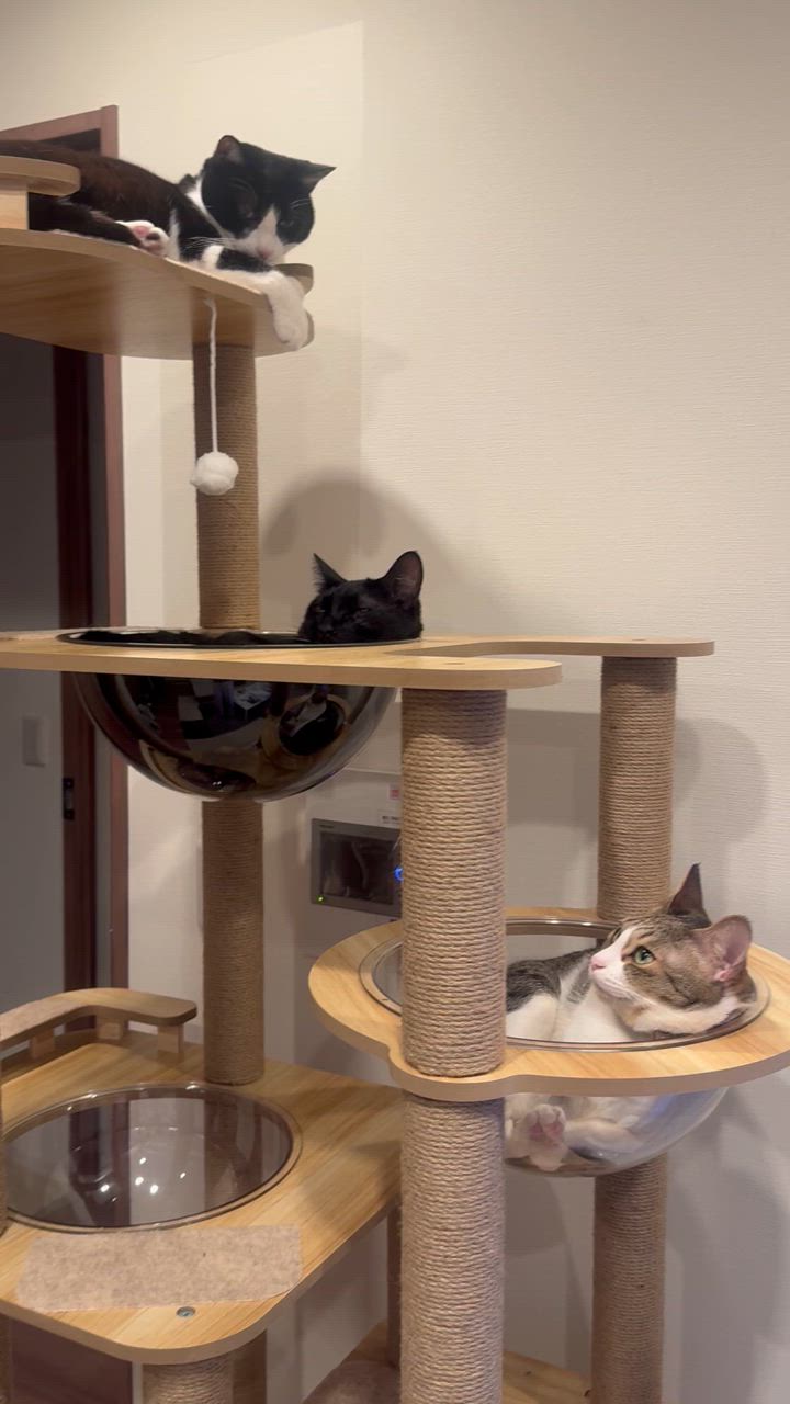 木製 キャットタワー 宇宙船カプセル 大型猫 据え置き型 多頭飼い おしゃれ Amazon | 猫家族 キャットタワー 木製 高さ約182cm 滑りにくい板