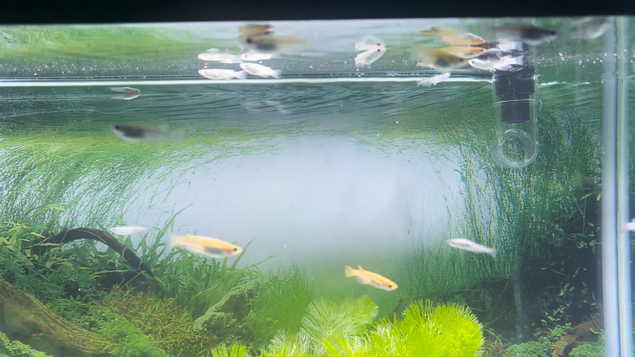 全体のレビュー動画のサムネイル | 2