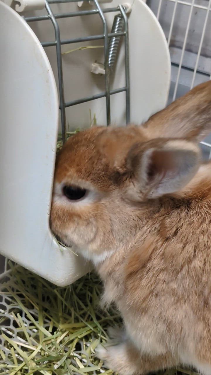 全体のレビュー動画のサムネイル | 15