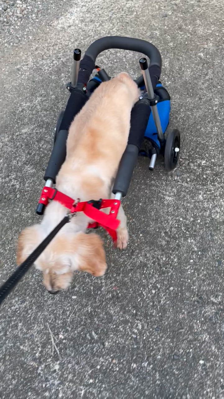歩犬舎　犬用車椅子歩行器中型犬用オーダーメイド２輪老犬介護　新品 犬用車椅子 歩行器 中型犬用 オーダーメイド 2輪 室内 歩行補助
