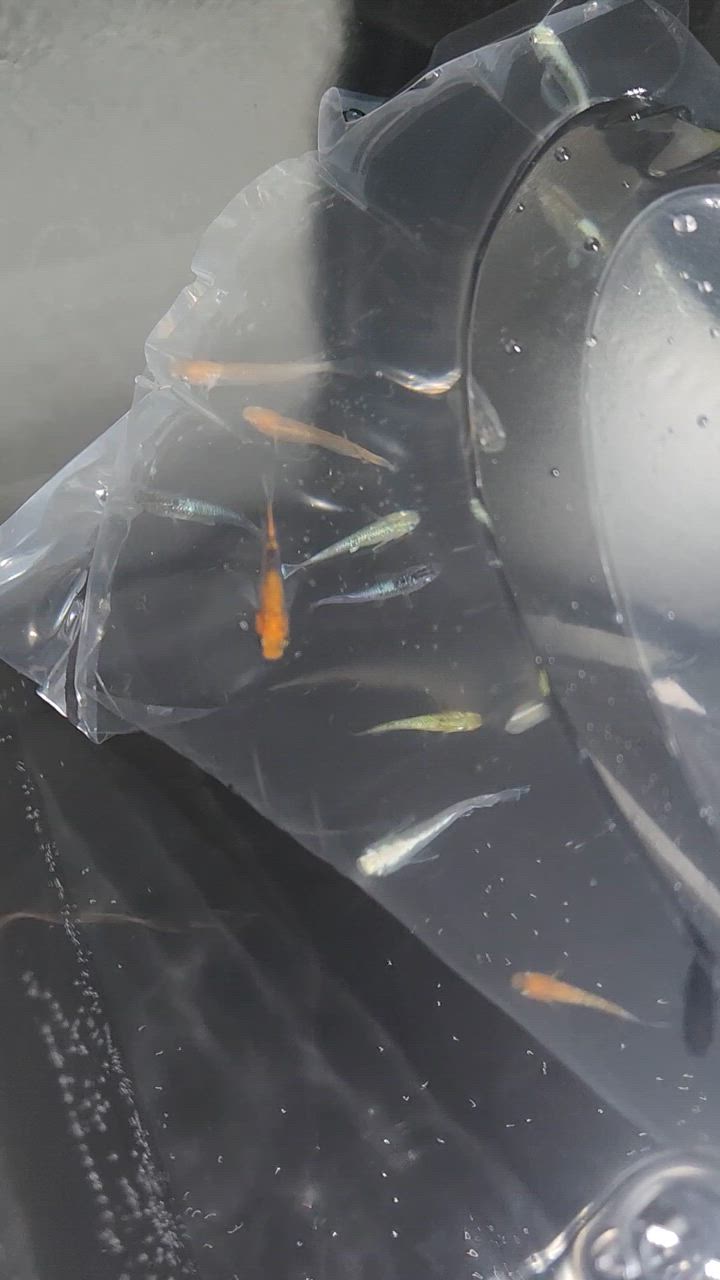 全体のレビュー動画のサムネイル | 1