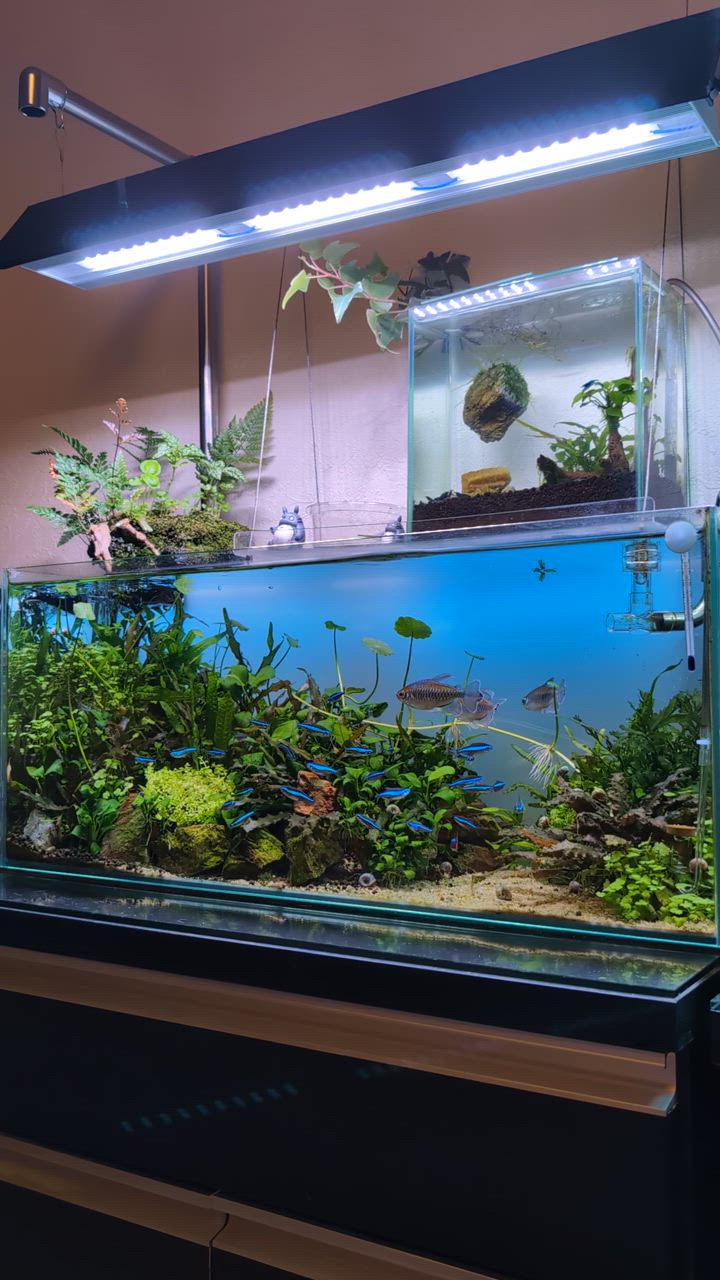 アクロ アクロ TRIANGLE LED VIVID 600 水草