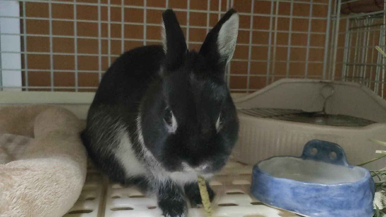1件目のレビュー動画のサムネイル | 0