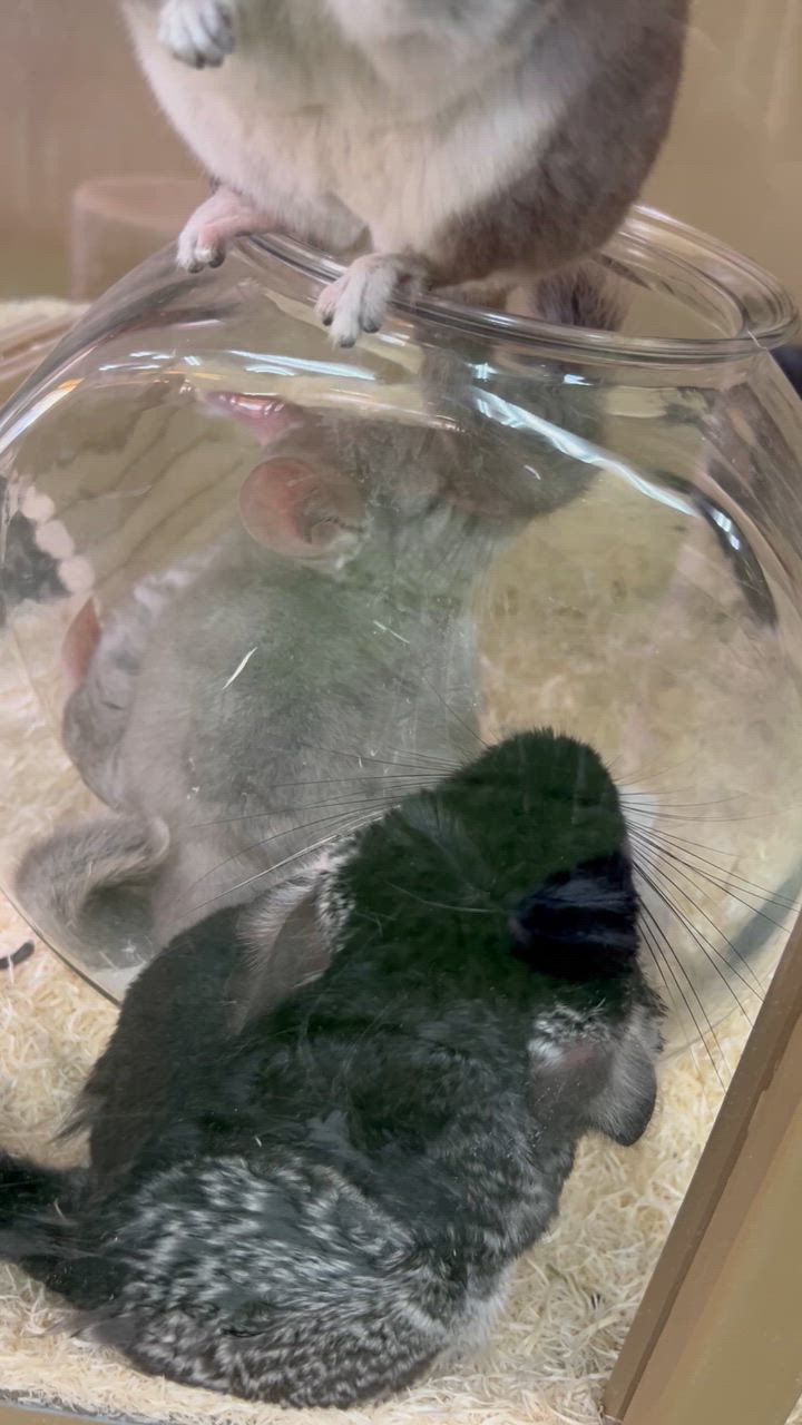 エステドラム　チンチラ砂浴び 31xEj1YSlFL._UF894,1000_QL80_.jpg