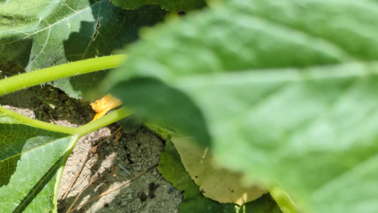 ズッキーニの種 グリーンパンツ 小袋(約8粒） ( 野菜の種
