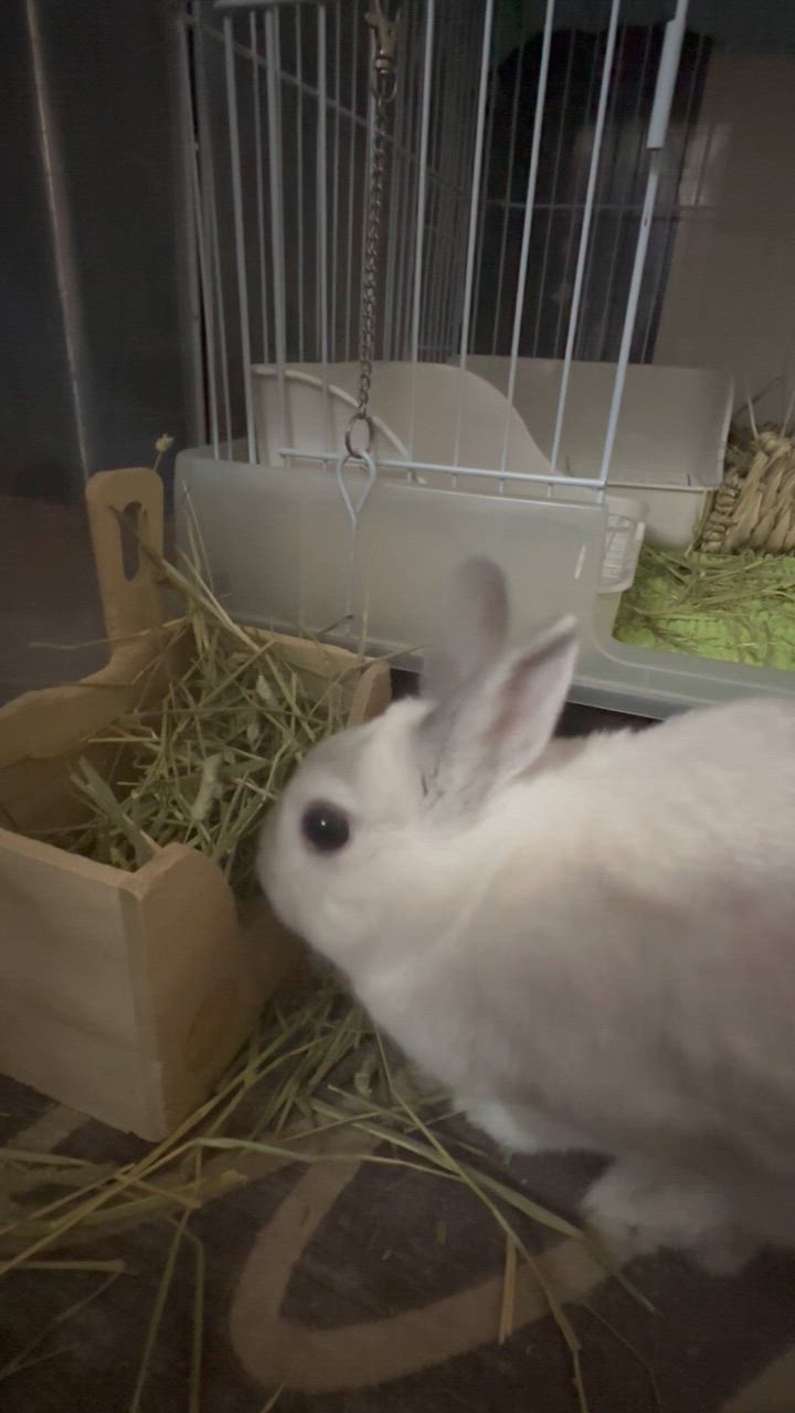 全体のレビュー動画のサムネイル | 14