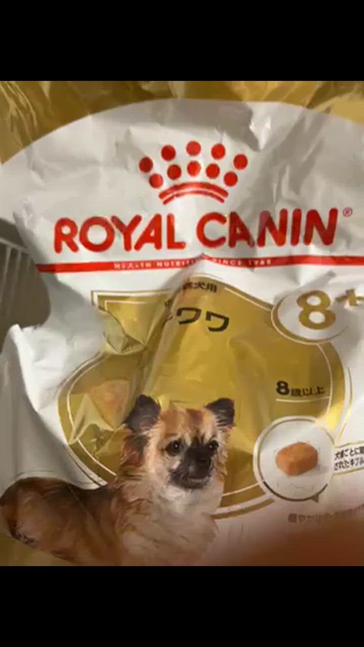  CANIN チワワ ドライフード 3kg×2袋　合計6㎏ 楽天市場】【抽選で最大100%ポイントバック！】 【賞味期限:2026