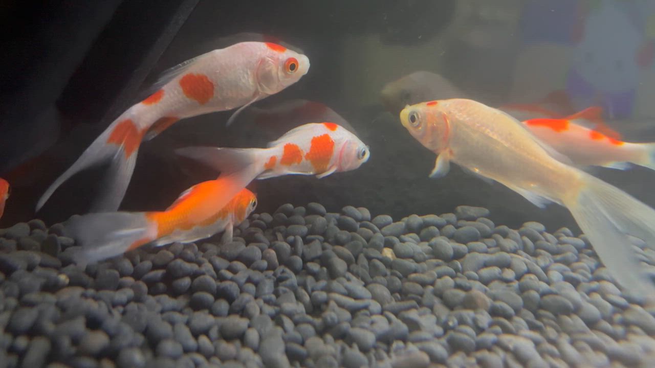 金魚 コメットMix 10匹 S 5cm〜7cm前後 国産 : エムワイショップ