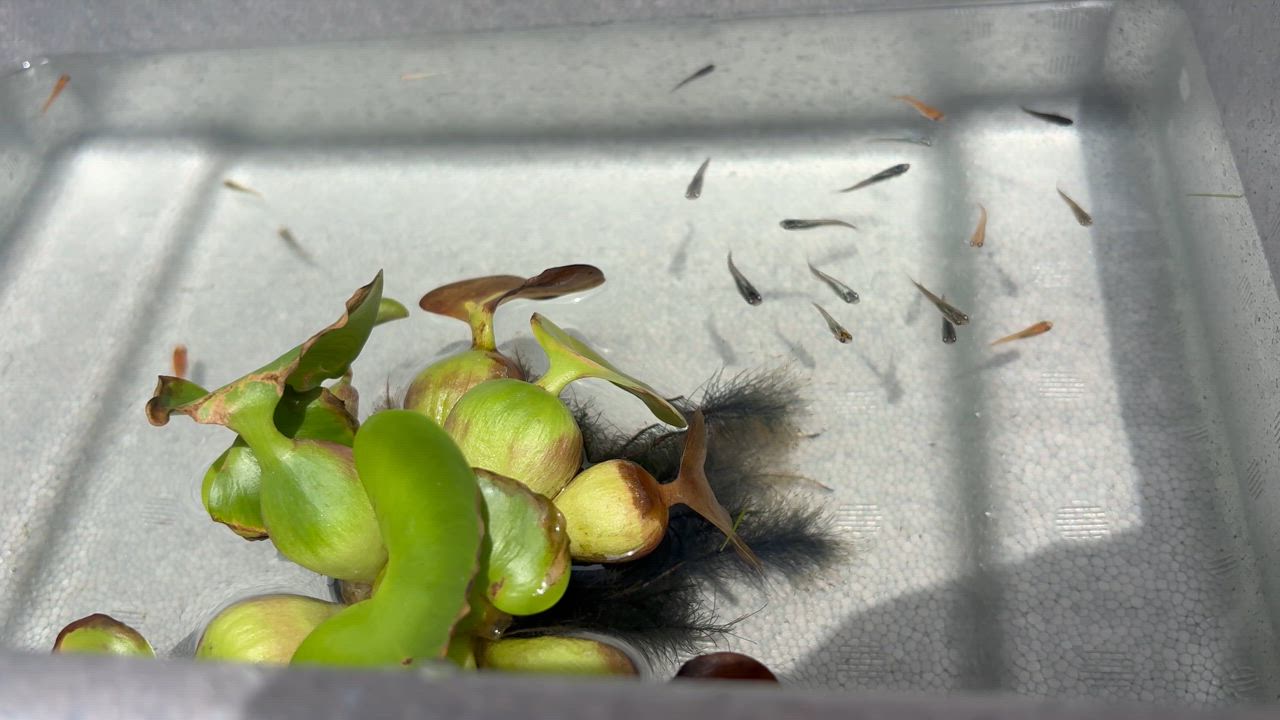 全体のレビュー動画のサムネイル | 0