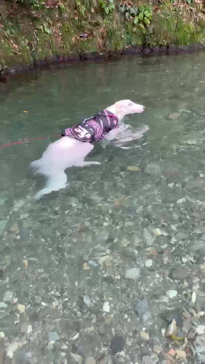 quakysense 復刻版 EMBLEM DOG VEST 2 ドッグベスト 犬用 ワン