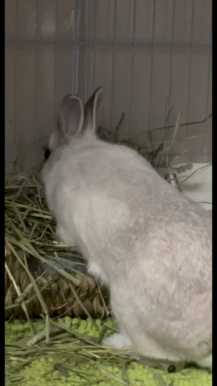 全体のレビュー動画のサムネイル | 13