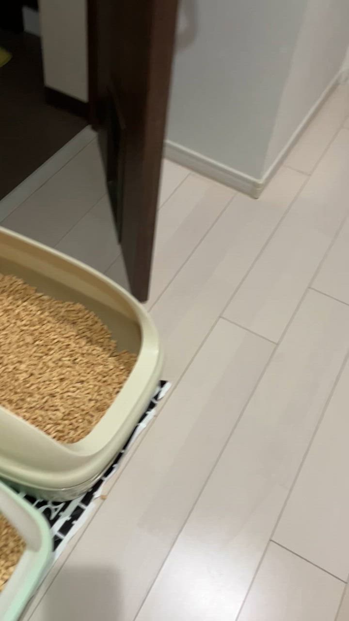 全体のレビュー動画のサムネイル | 2