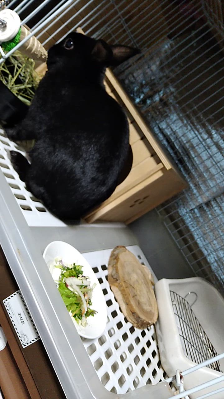 全体のレビュー動画のサムネイル | 11