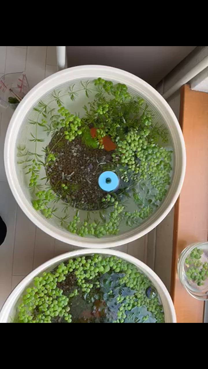 Leaf Corp 睡蓮鉢 メダカ鉢 金魚鉢 ホワイト 直径44cm 高さ