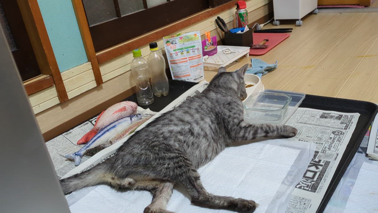 全体のレビュー動画のサムネイル | 14