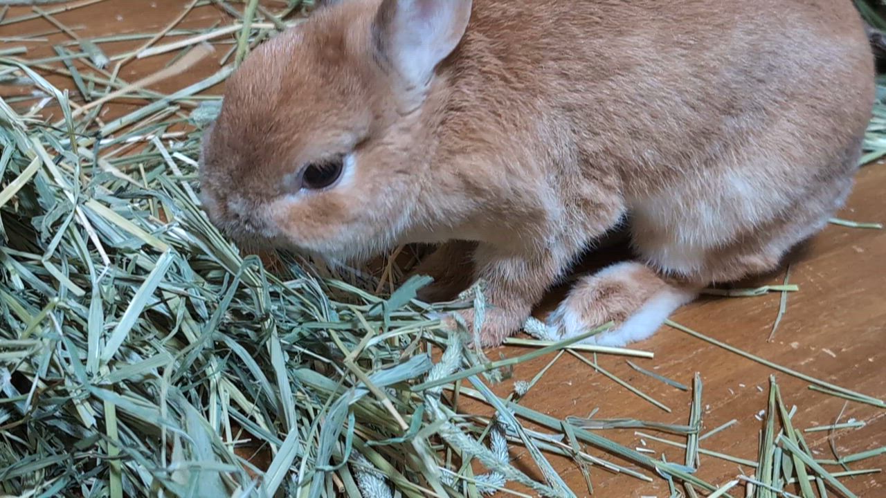 全体のレビュー動画のサムネイル | 10