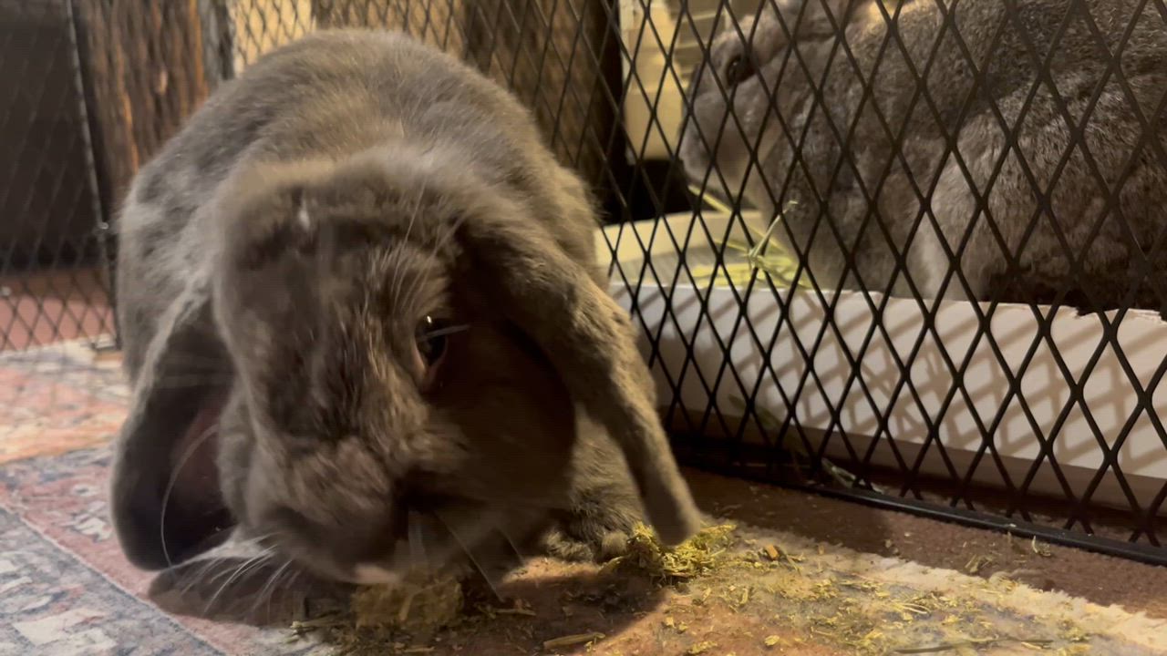 全体のレビュー動画のサムネイル | 8