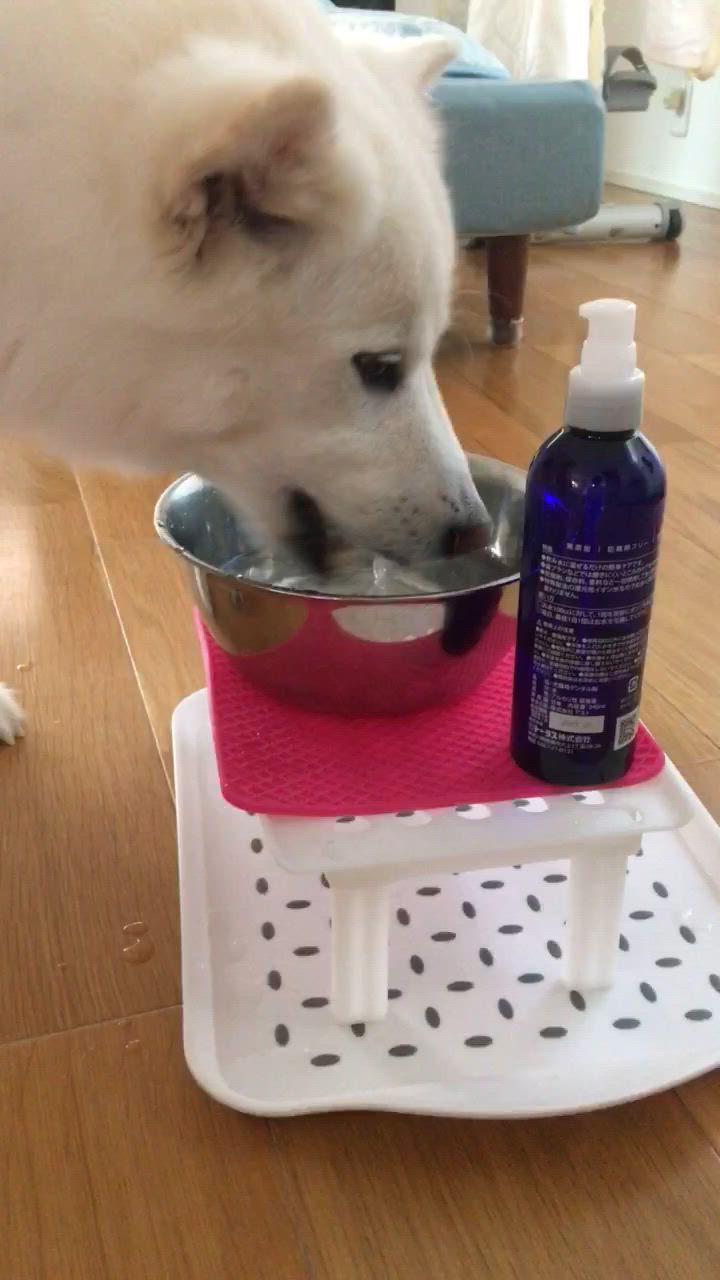 犬・猫 オーラルケア　ボーダン　240ml　無添加　3本セット 楽天市場】【3個セット】トーラス ボーダン 犬猫用オーラルケア