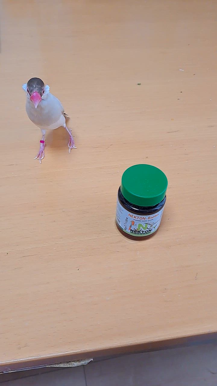 4個 ネクトンBio 35g 賞味期限 2027/4/9鳥類用サプリ日本語取説付 楽天市場】再入荷 ネクトン Bio 35g 期限 2027/05/14日本語取説