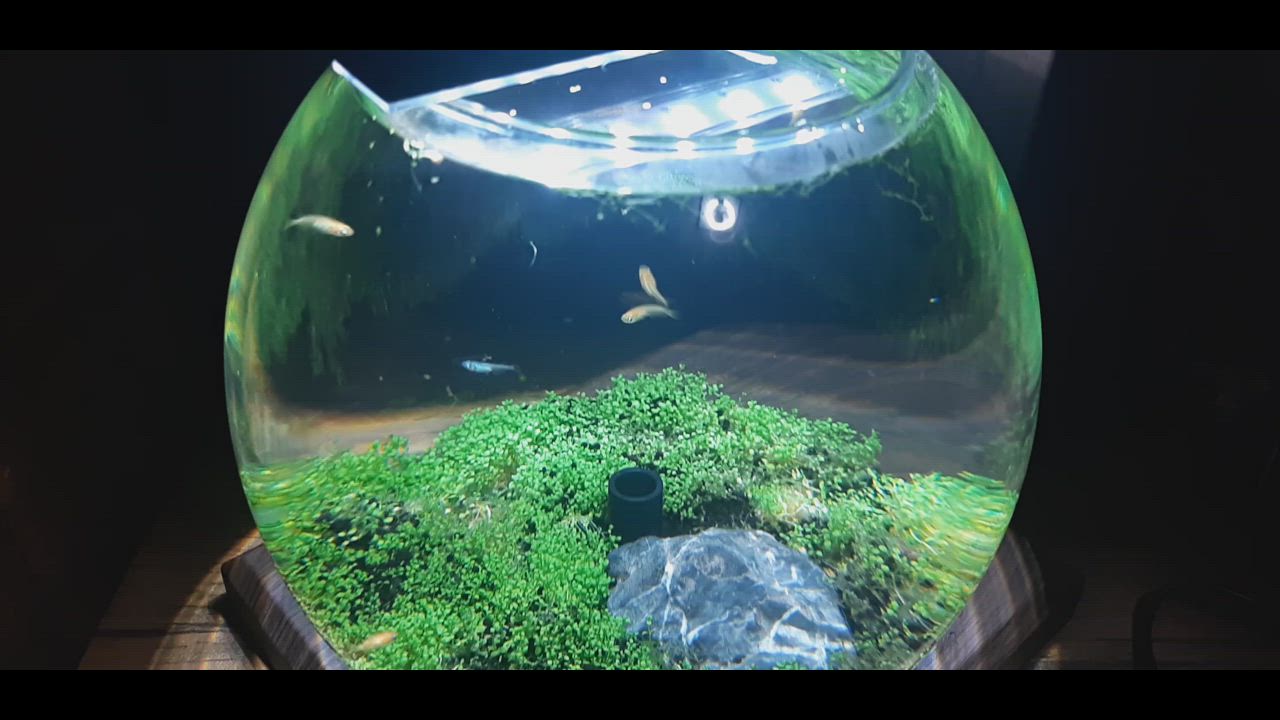 GEX GEX 水槽セット グラスアクア PERCO B−Dark