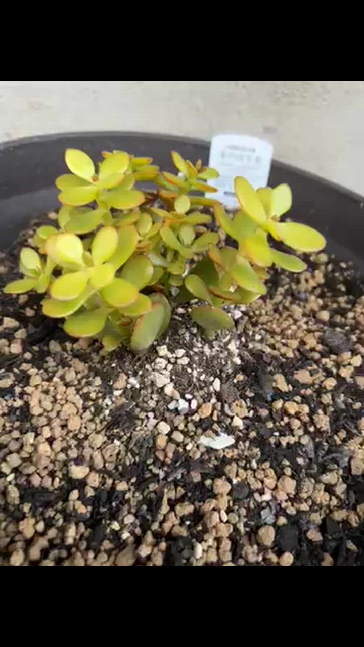 チャーム（charm） （多肉植物）クラッスラ 花月（金のなる木） 2号