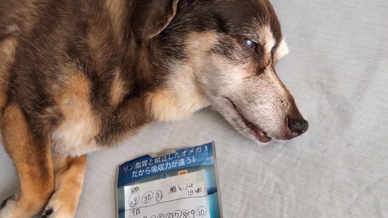 全体のレビュー動画のサムネイル | 0