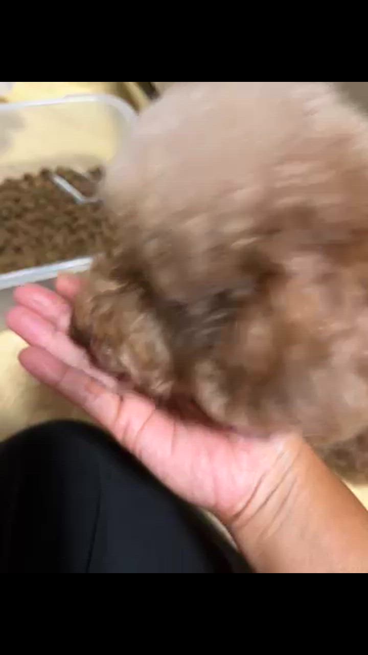 全体のレビュー動画のサムネイル | 0