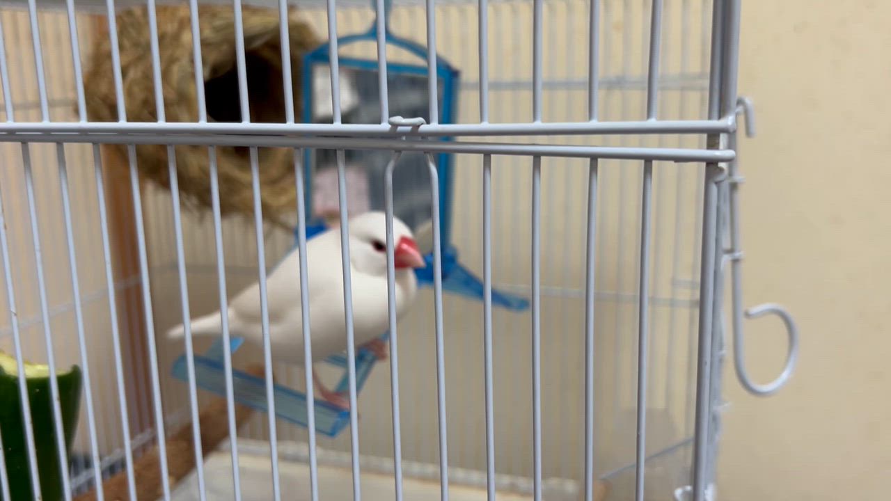 HOEI 鳥かご Amazon | ホーエイ 21手のり ホワイト | HOEI | 鳥かご・ケージ 通販