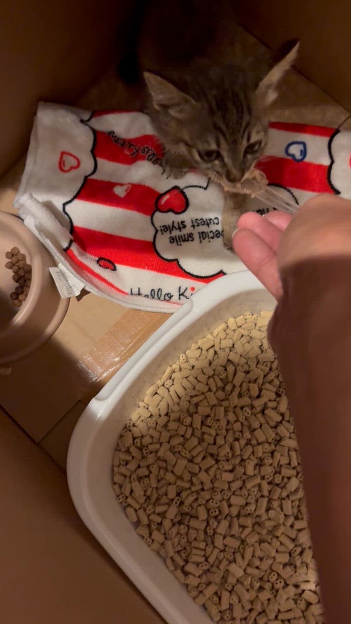 ロイヤルカナン FHN マザー＆ベビーキャット 成長前期の子猫用