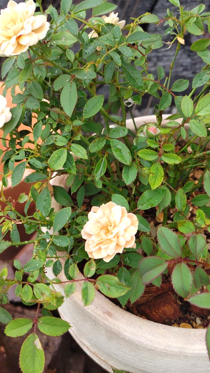 ナナ様　確認用　ミニバラ　モカ ミニバラ モカ | 3.5号 - 株式会社陽春園植物場【植物ネット通販】