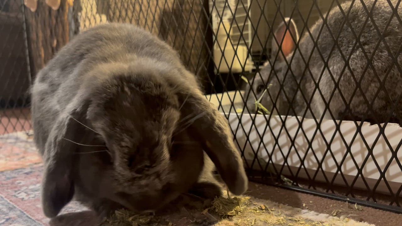 全体のレビュー動画のサムネイル | 2