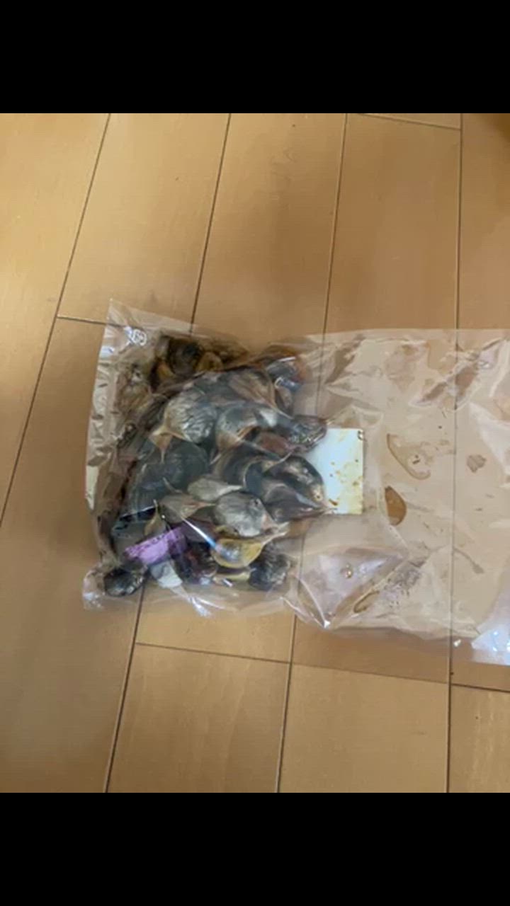 全体のレビュー動画のサムネイル | 5