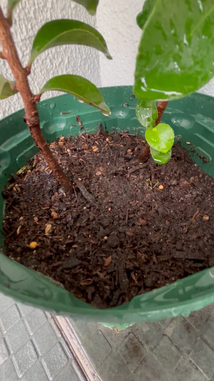 全体のレビュー動画のサムネイル | 0