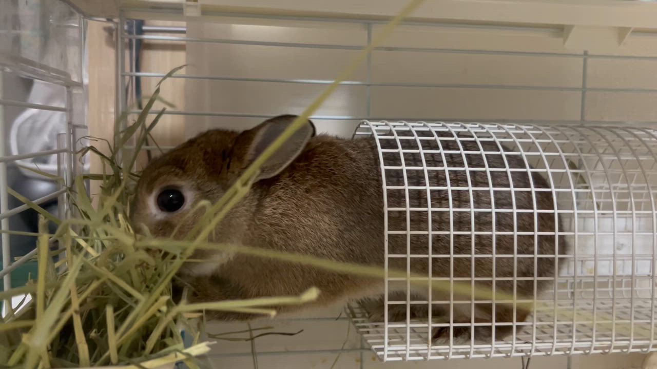 全体のレビュー動画のサムネイル | 0