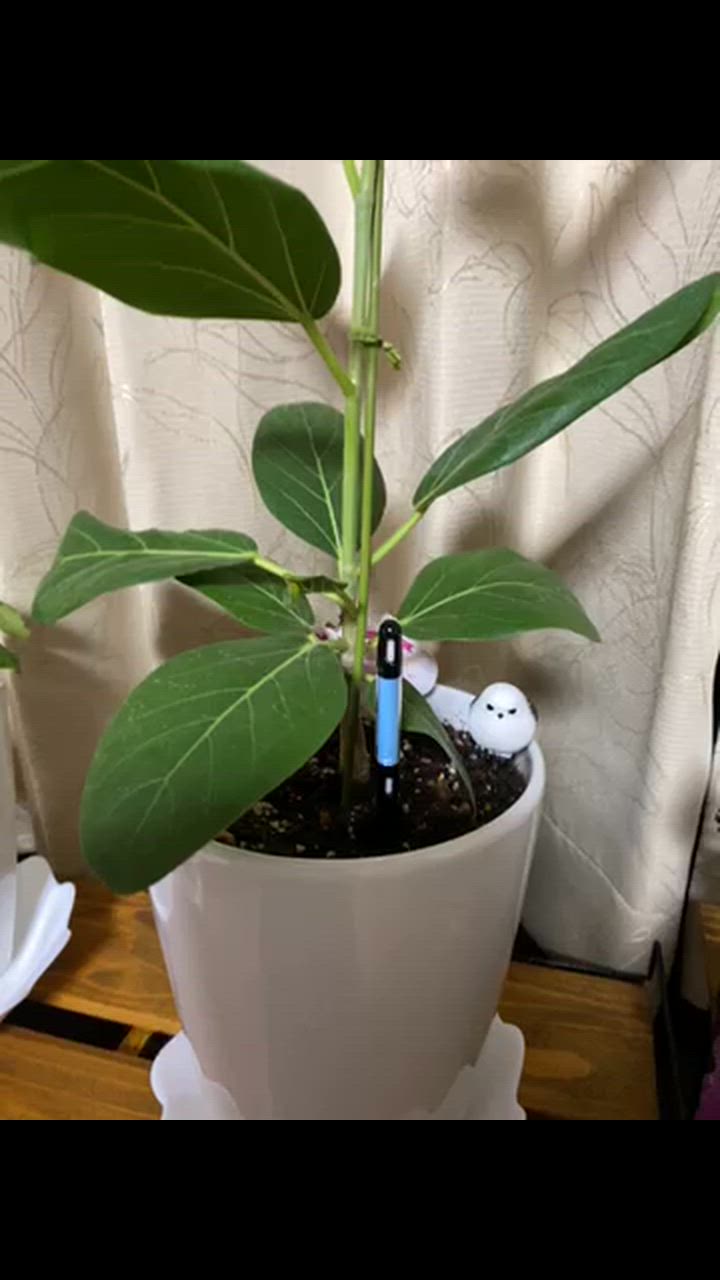 1件目のレビュー動画のサムネイル | 0